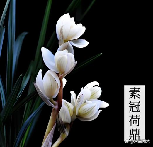 素冠荷鼎与绿云二选一