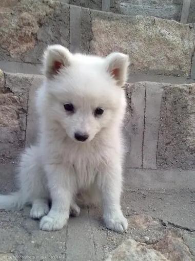 银狐犬养久了会得白血病吗