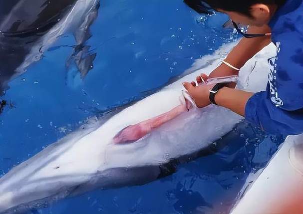 海豚配种成功全过程视频