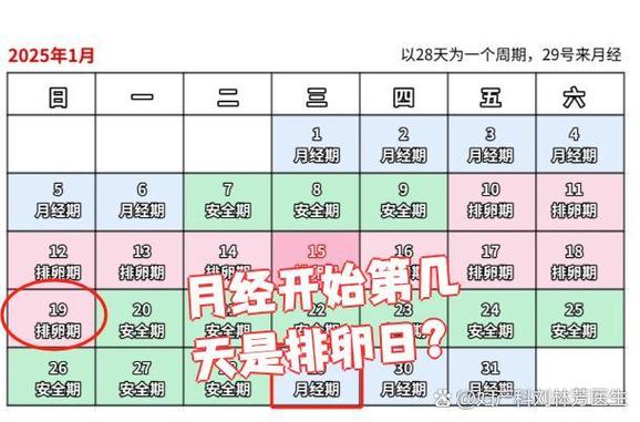 排卵期和排卵日