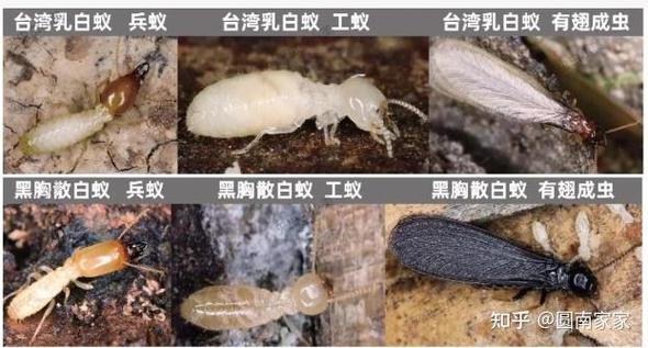 家里发现白蚁怎么处理图标