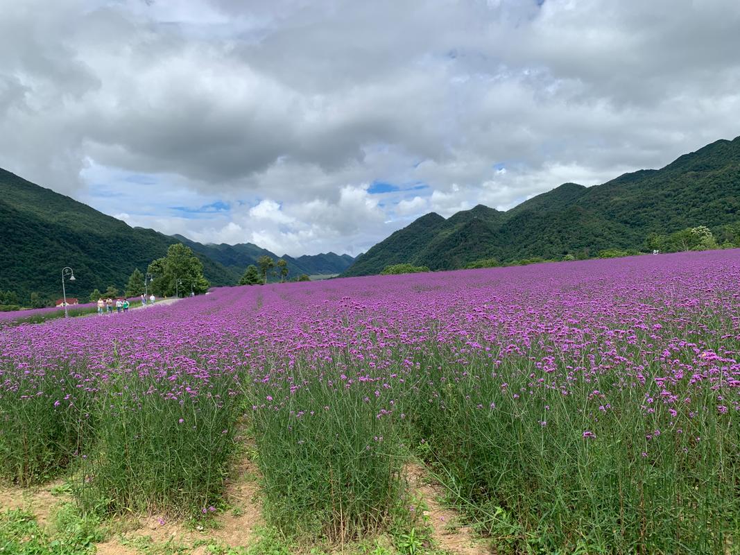 同乐吧巫溪花花