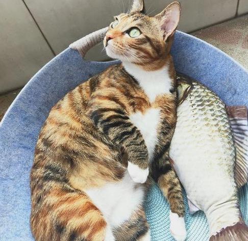 猫精力太旺盛怎么办