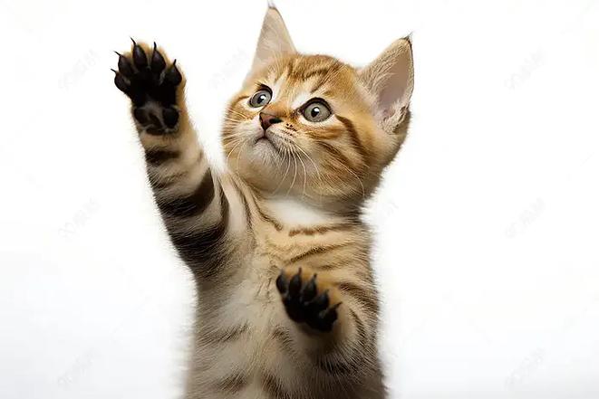 猫举爪爪图片表情包