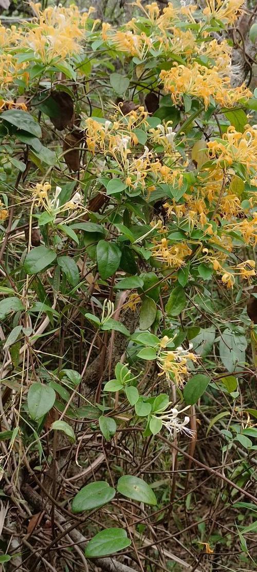 山银花图片