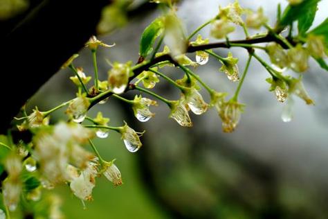 小楼一夜听春雨娄二爷的亲娘是谁截图