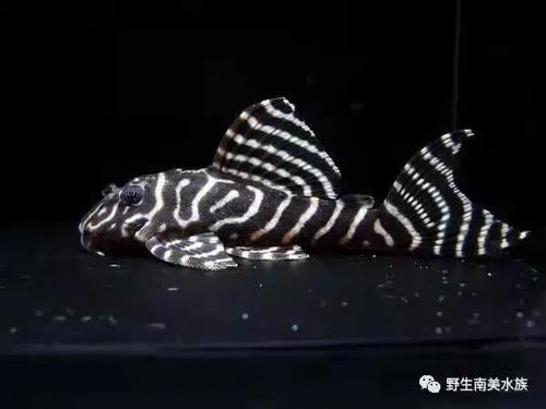 l333帝王迷宫好养吗