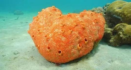 海绵宝宝其实是一种原始的什么动物