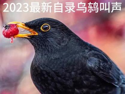 极品乌鸫叫声