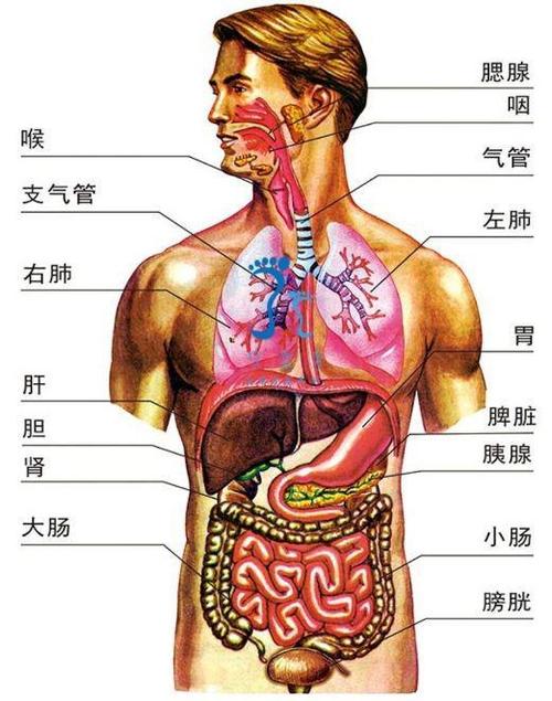 人体五脏图片位置游戏截图