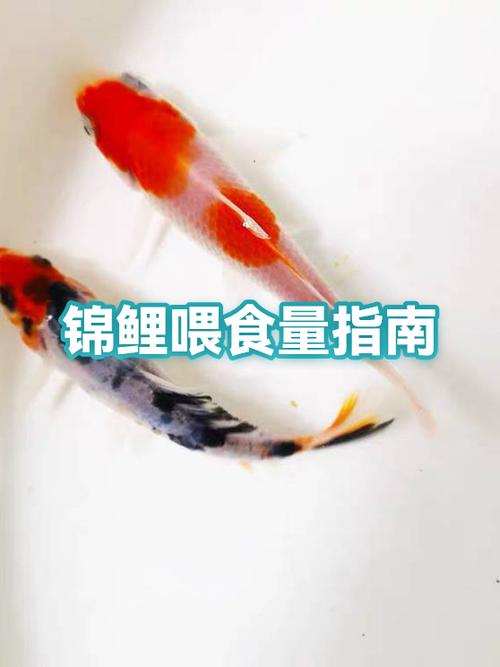锦鲤多久喂一次食最佳