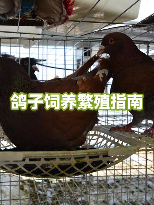 在家养鸽子最简单方法图标