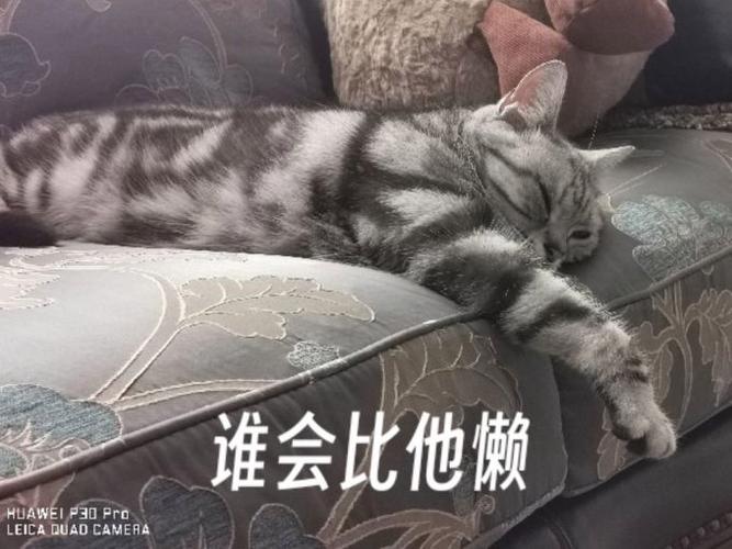 美短怎么养截图