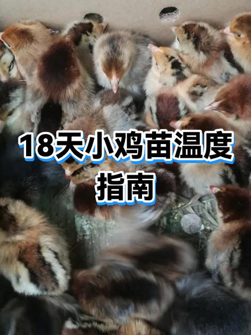 小鸡湿水了怎么救它