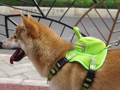 温顺小型宠物随身带