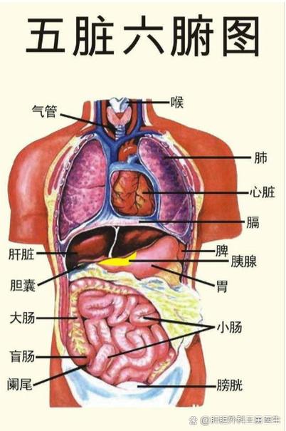 人体各个器官图在什么位置示意图缩略图