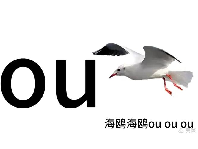 海鸥的拼音和解释