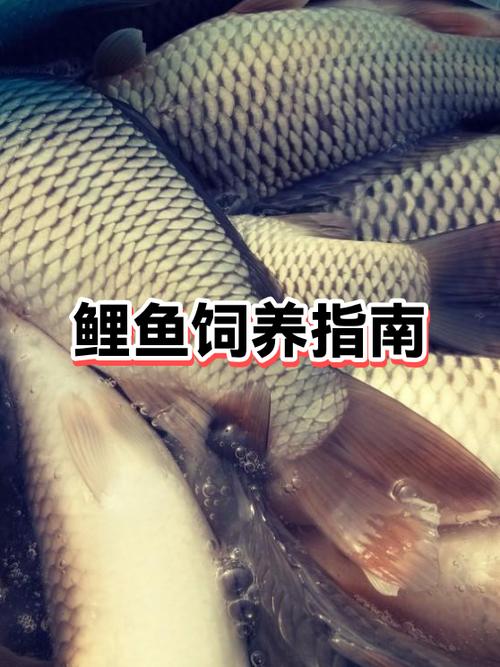 鲤鱼用一直打氧么