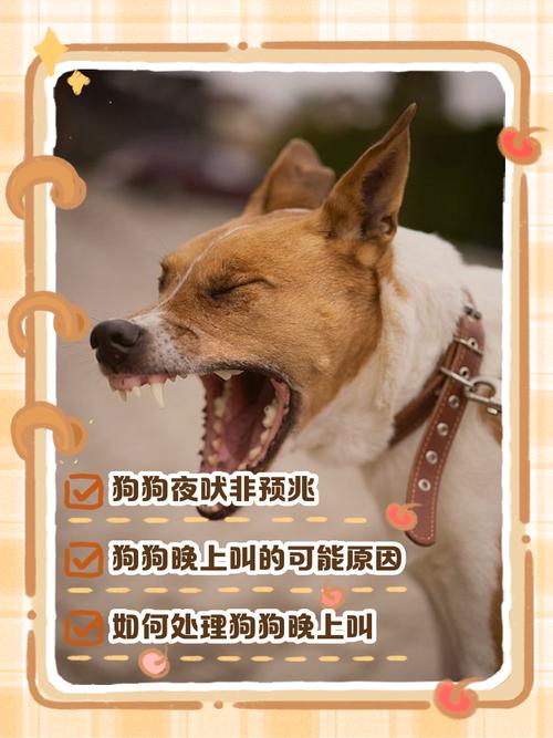 狗下九个崽什么兆头