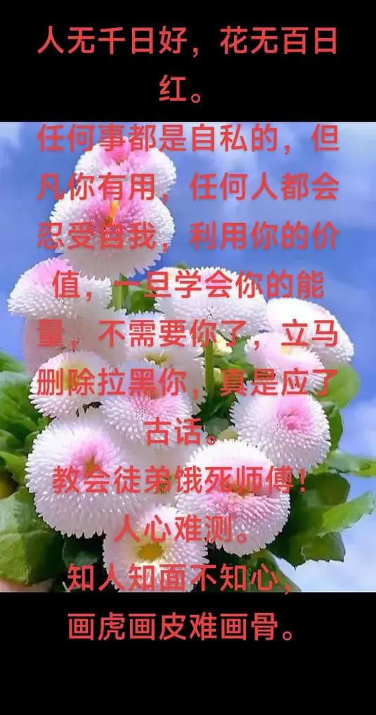 《花无百日红》完整版