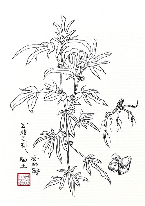 香草漫画图标