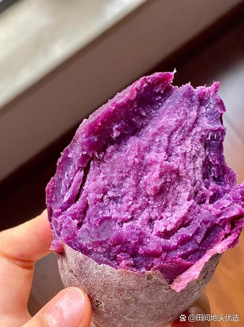 紫薯红薯哪个热量高