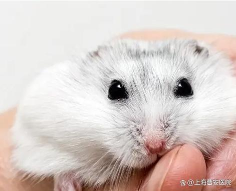 仓鼠放行李箱里能过安检吗