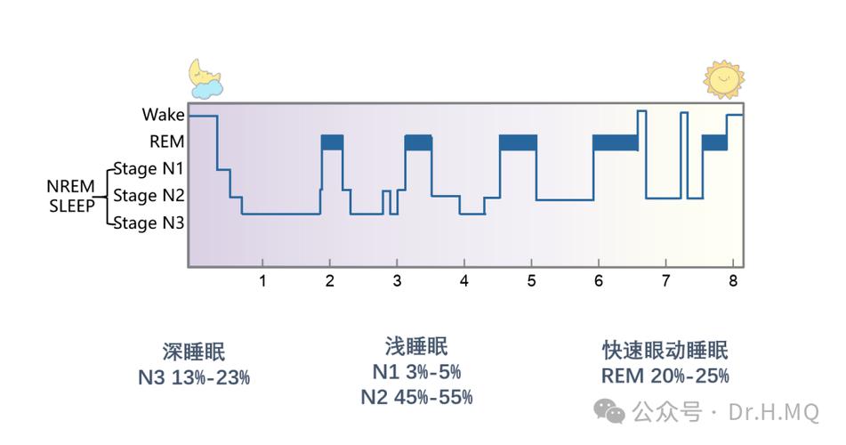 睡眠阶段占比多少正常图标