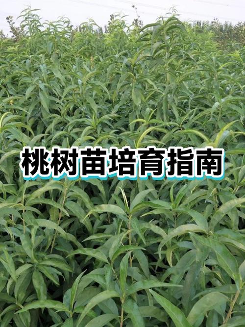 怎样种植桃树苗