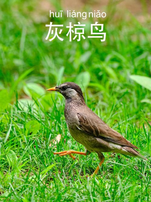 灰枭是什么意思缩略图