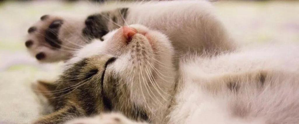 霍比特猫咪图标
