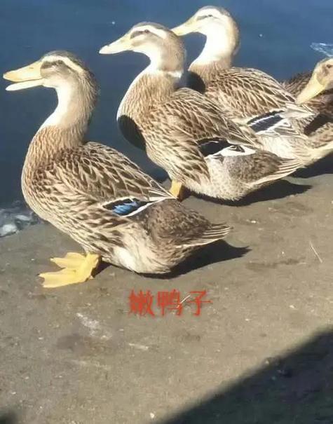 老鸭子 小说