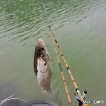 一杆上两条鱼叫什么