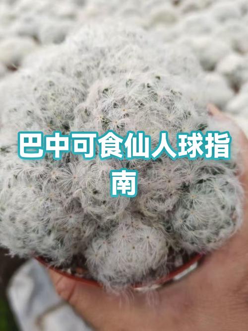 如何检查仙人掌食用性
