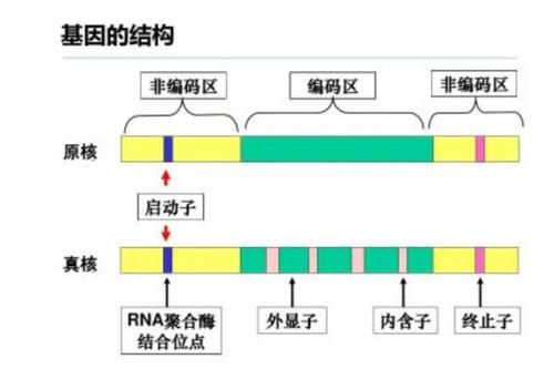 编码区的定义截图