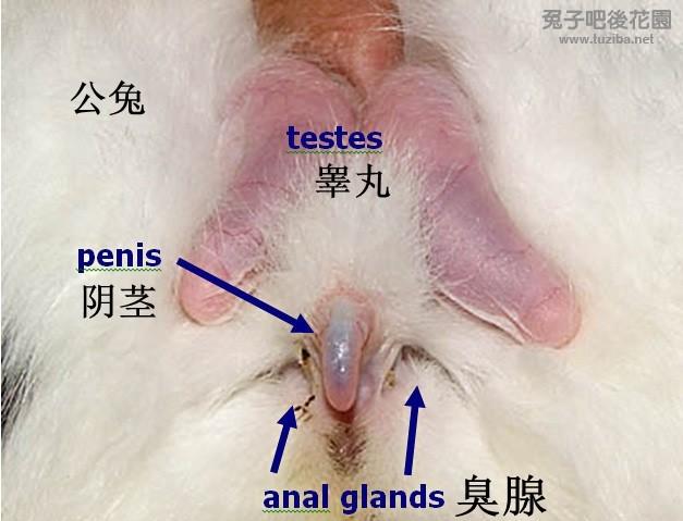 公兔子的睾丸图片