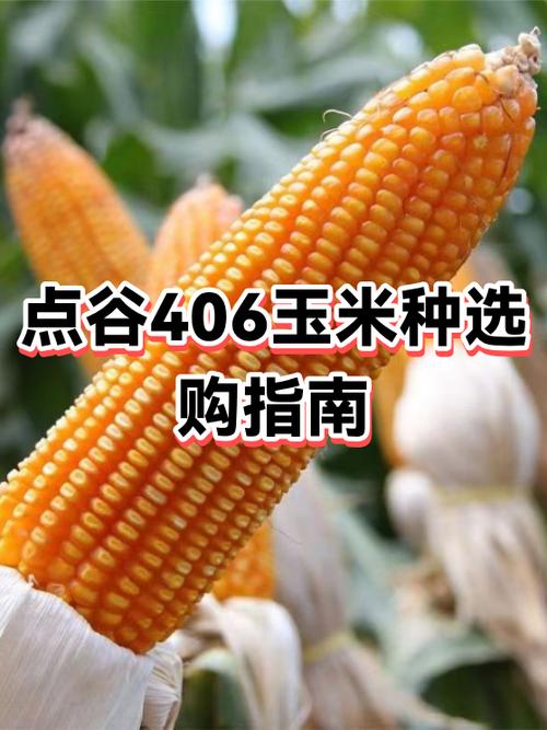 买谷攻略及店铺推荐