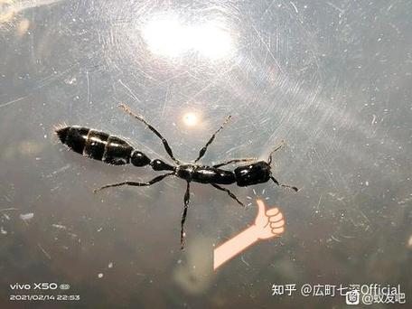 家里出现黑蚂蚁原因缩略图