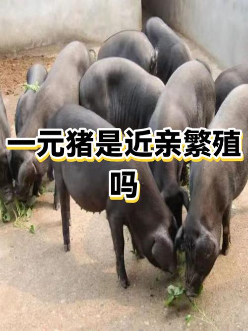 猪多少钱一只