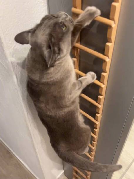 JCT梯猫