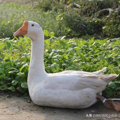 杀鹅怎样脱毛快又干净图标