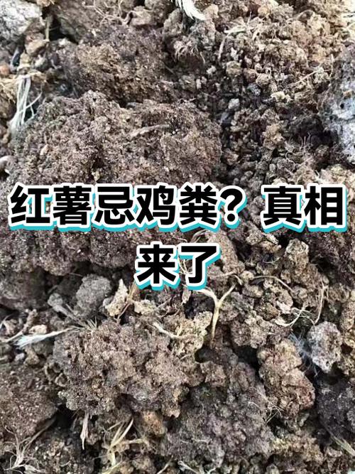 种红薯上鸡粪好不好