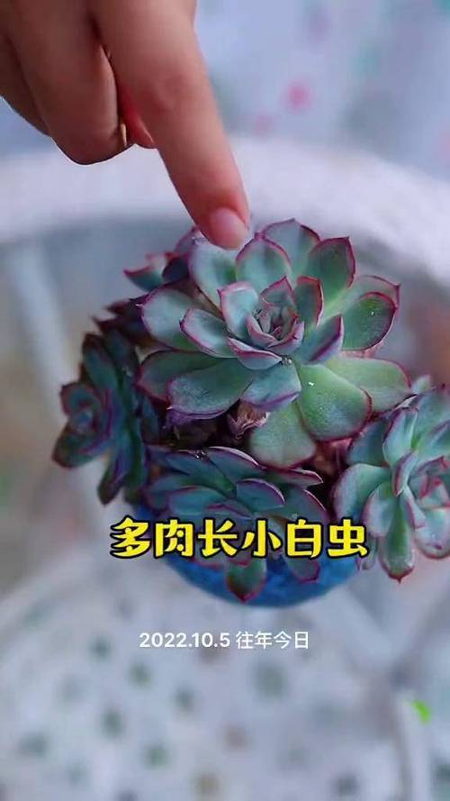 多肉长白色的虫