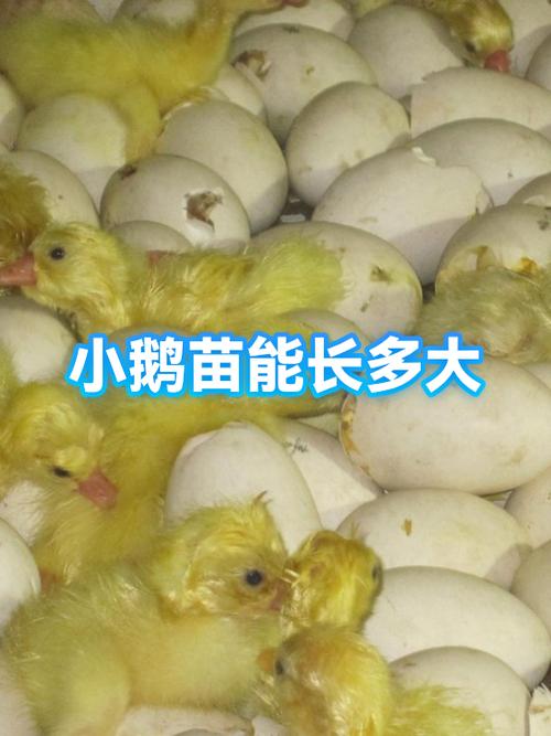 浙东白鹅能长多大