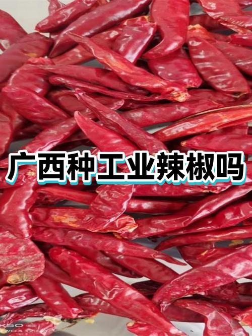 2019年种辣椒挣钱不缩略图