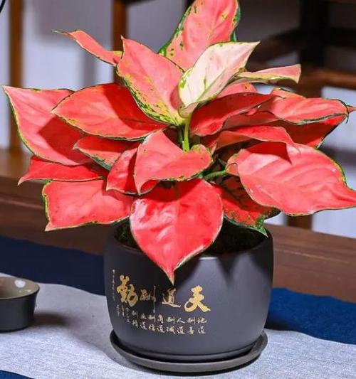红如意花