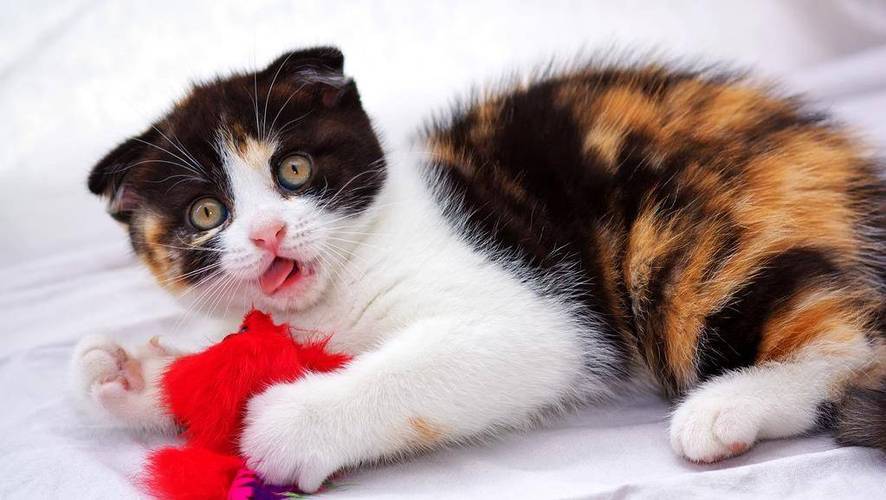 小猫轻轻咬你是什么意思哦游戏截图