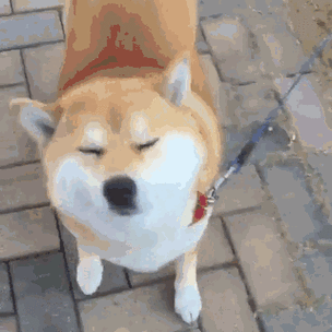 gif动态柴犬截图