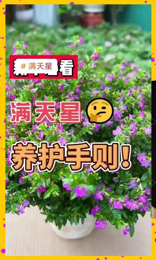 家里养满天星吉利吗