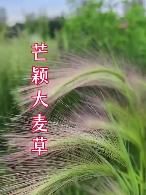 大麦伤肾还是补肾